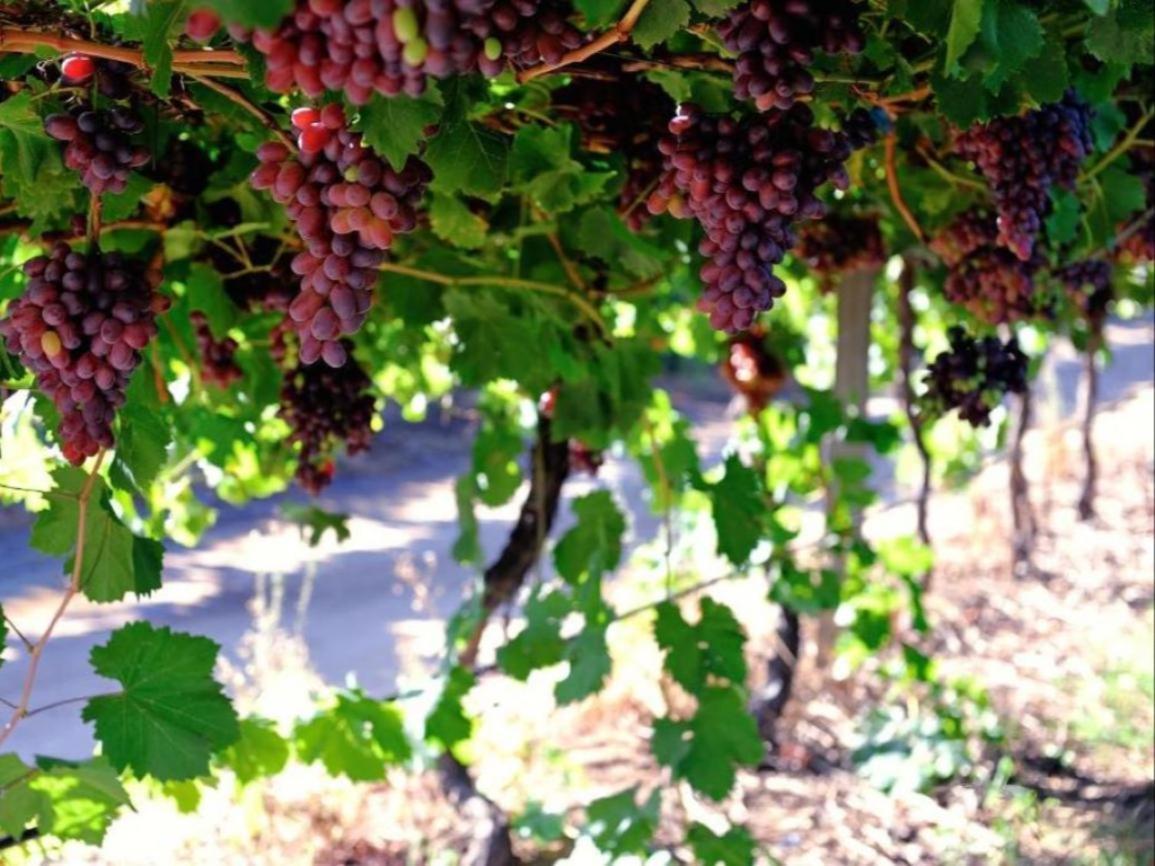Mymering Wine & Guest Estate ลาดิสมิธ ภายนอก รูปภาพ